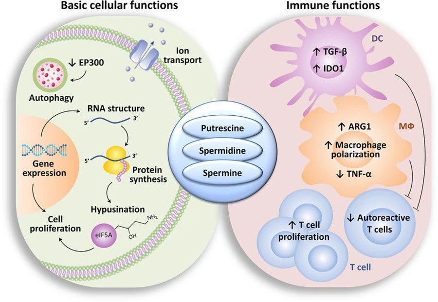 Spermine tetrahydrochloride 6