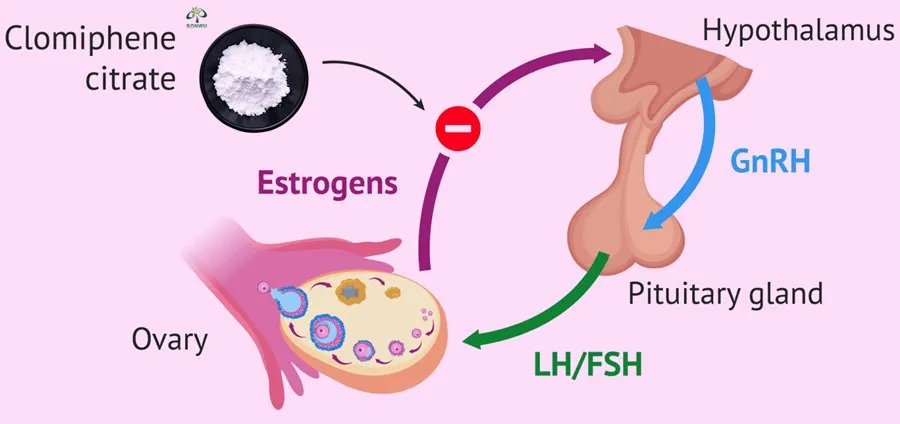 Clomiphene citrate powder work Clomiphene citrate powder work