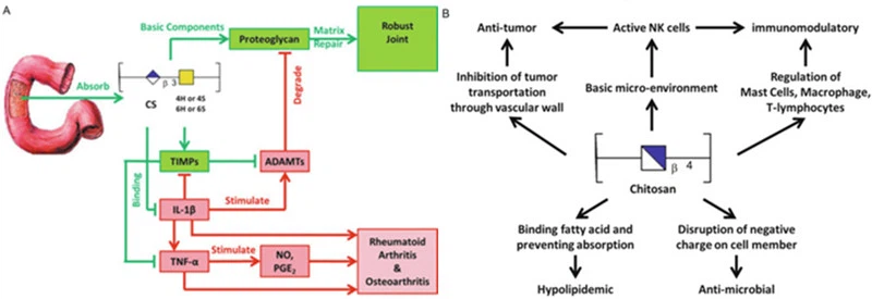 What is the mechanism of action of chondroitin sulfate