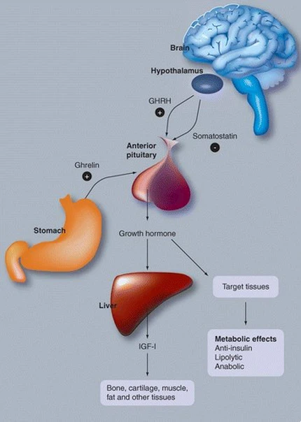Mechanism of Action of Tesamorelin Mechanism of Action of Tesamorelin