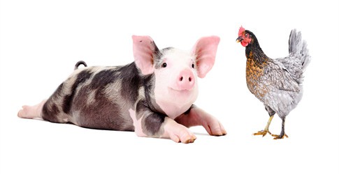 Marbofloxacin Veterinary Use1