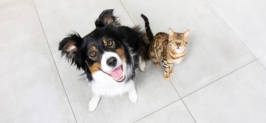 Marbofloxacin Veterinary Use