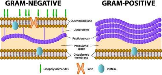 Function Of Marbofloxacin