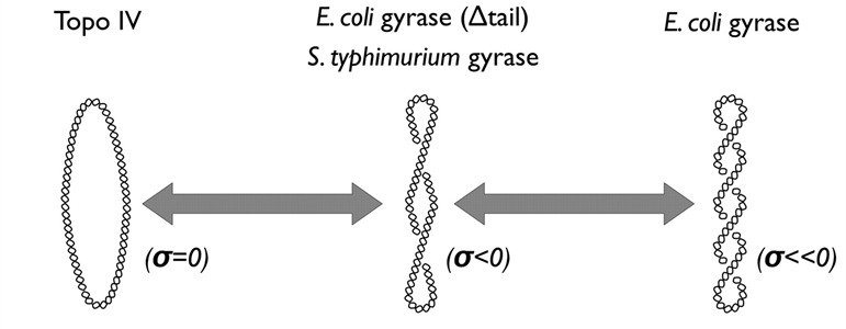 DNA gyrase