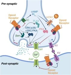 Opioid Receptor Interaction