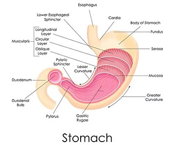 Рецидиви на стомашно заболяване?