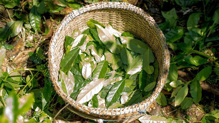 Guayusa