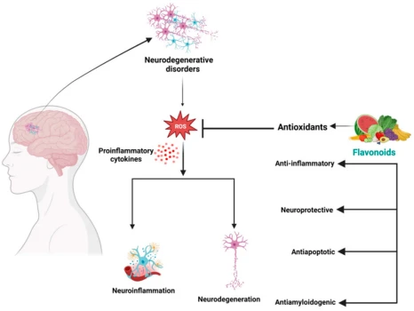 Neuroprotective Effects
